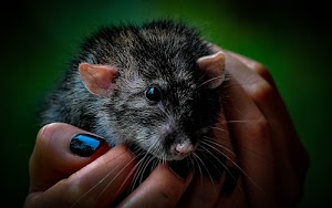 orecchie, mani, animale, baffi, dita, smalto, unghie, topo, occhi, nero, occhio, verde, pelo, grigio, blu, muso, roditore, mano, naso