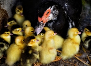 giallo, pulcini, anatra, becco, anatroccoli, piccoli, rosso, mamma, animali