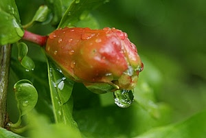 verde, foglie, gocce, goccia, fiore, rosso, acqua, bocciolo, frutto, melograno, natura, pioggia, macro, rugiada, pianta